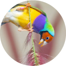 amadina-gouldove